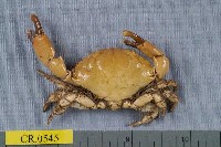 藏品(光手滑面蟹)的圖片